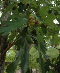 Canadian Oak Acorns a source of food supply for wildlife